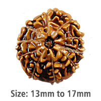 10 Mukhi Rudraksha (Indinesian)